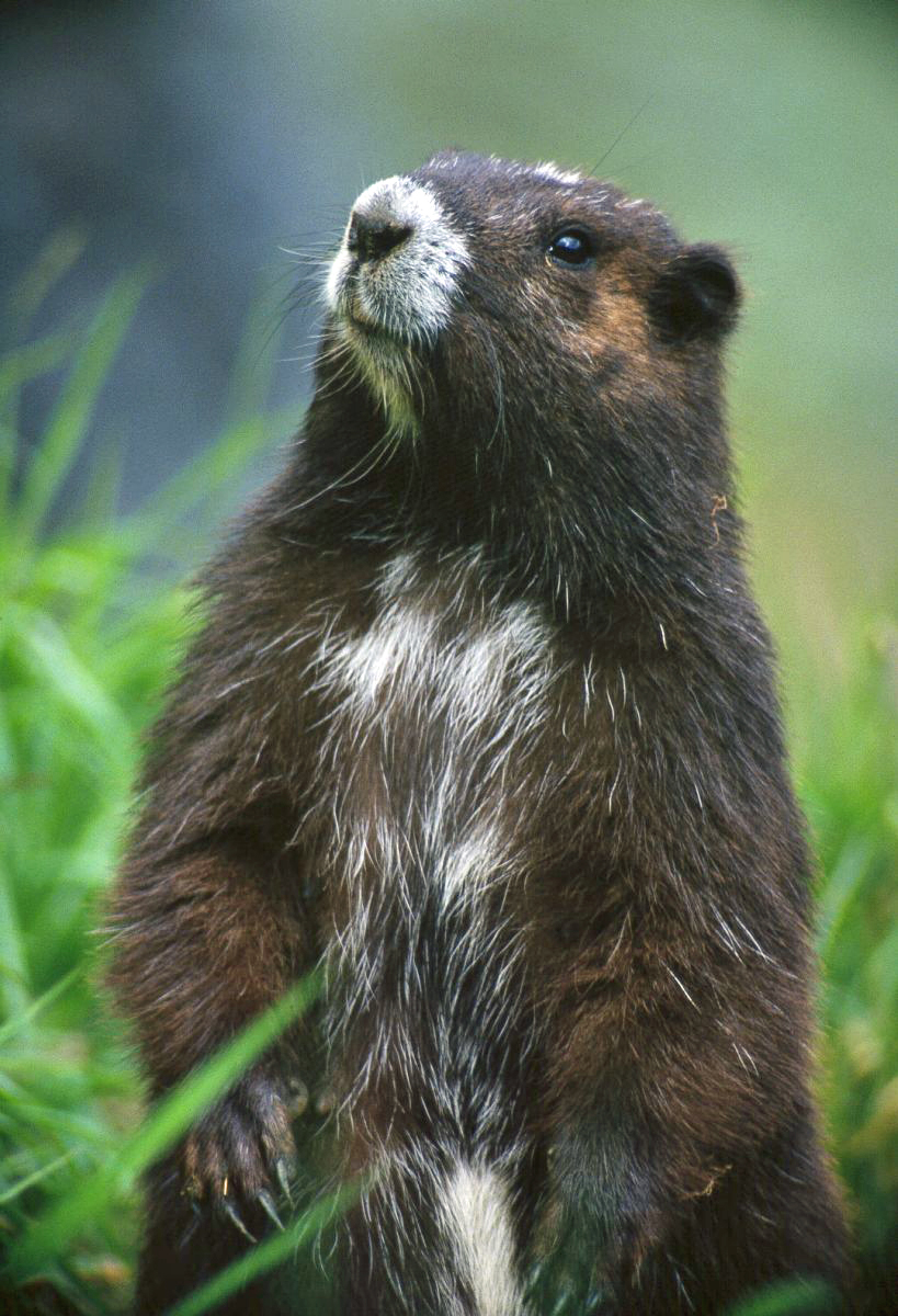 Marmot addy sweater deals