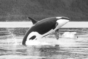 Orca breaching - L.B. Lennard