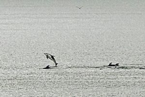 Pacific-white-side-dolphins