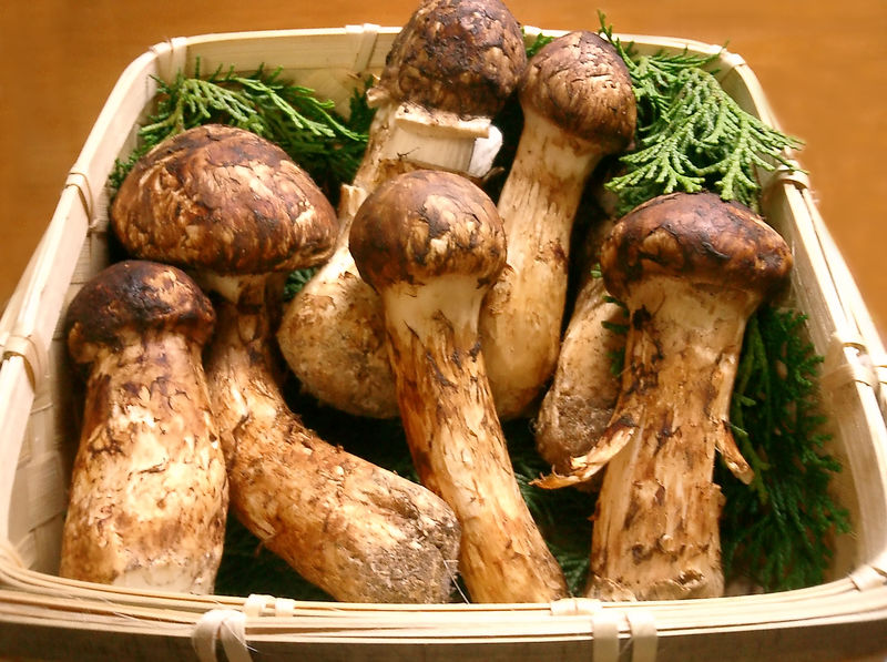 Pine mushrooms are unquestionably the single most important non-timber forest resource in BC