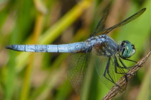 Blue dasher - T. Thormin photo