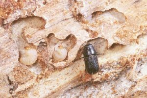 Mounatin pine beetle dult and larvae - BC Forest Service