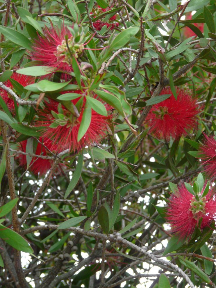 Heather Harbord "New Zealand"