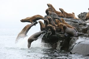 Steller's sea-lions- V. Burkanov