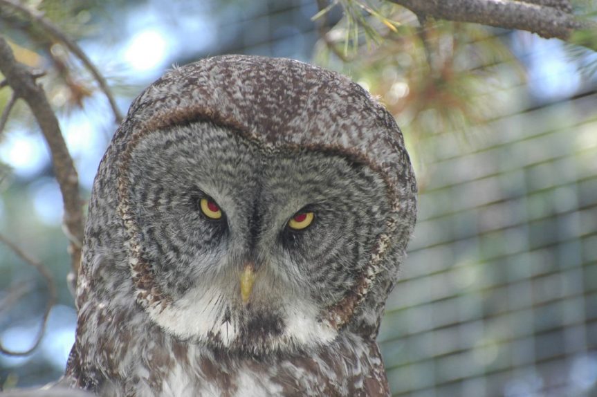 Great Gray owl at Calgary Zoo- A. Bryant