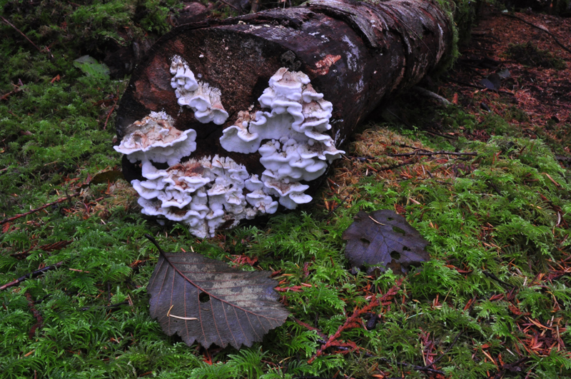 Mushrooms of Penticton Street woods