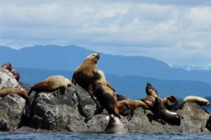 Stellers and California sea lions at Mitlenatch Island - H. Harbord