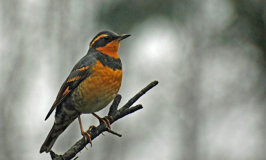 A cooperative varied thrush on the Christmas Bird Count, Powell River - A. Bryant