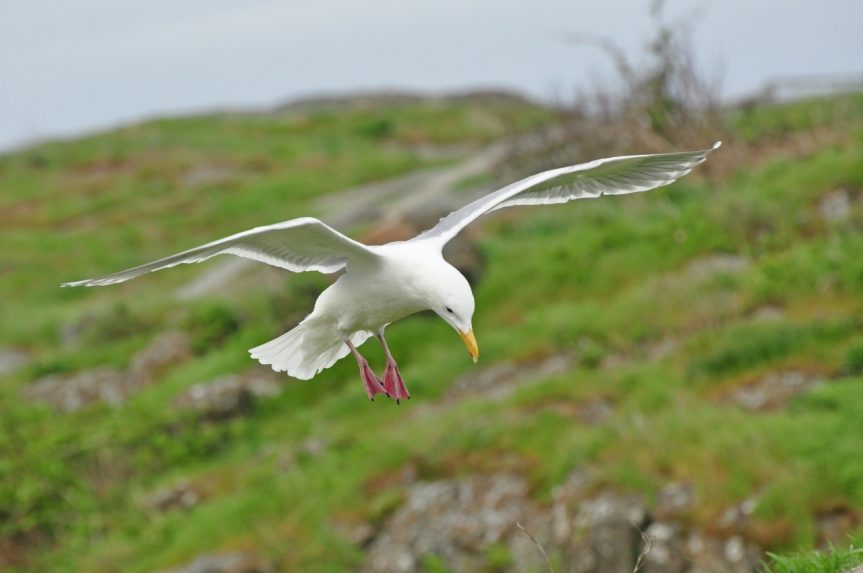 Glaucus-winged gull, Mitlenatch Island - A. Bryant