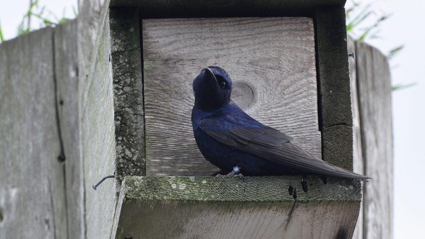 An adult male Purple Martin , Myrtle Rocks, Powell River - A. Bryant