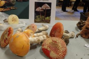 Mushroom Festival 2018