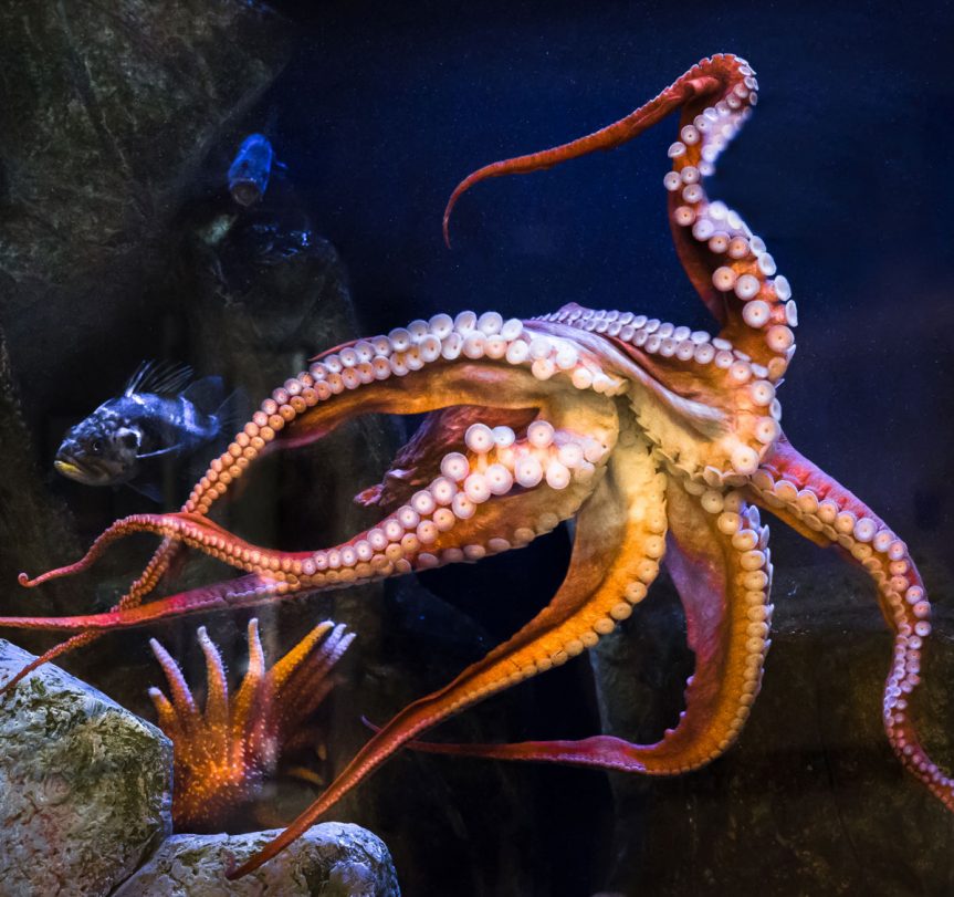 Mike Moore – “Pacific Giant Octopus”